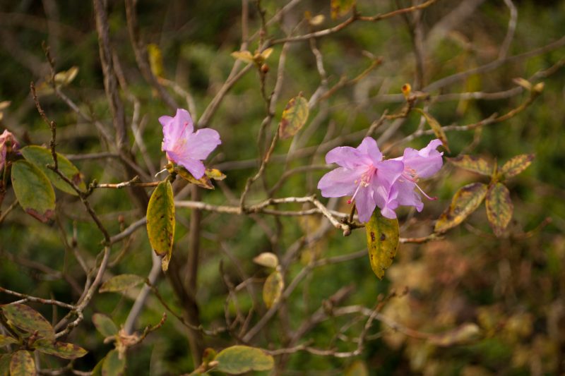 Pink flowers