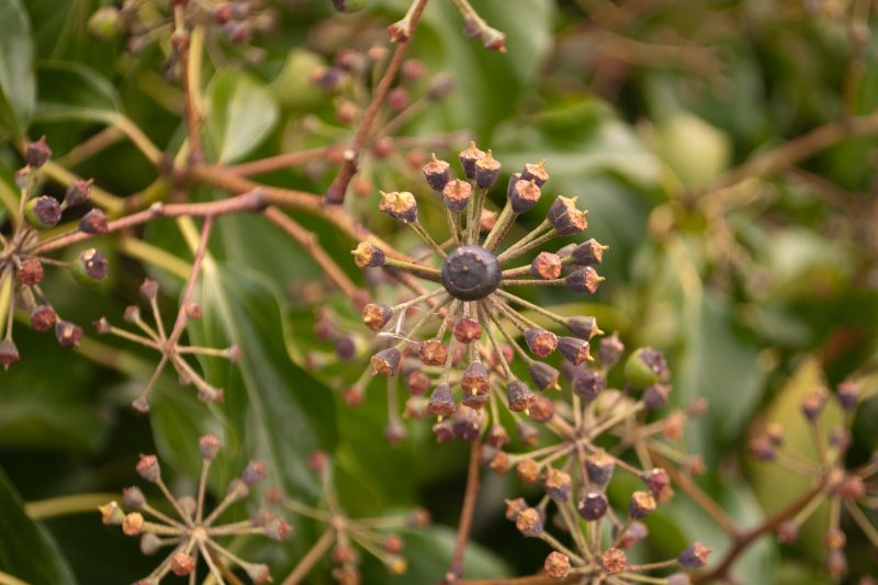 Hedera helix arborescens in the spring