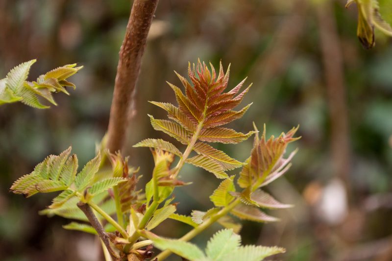 New leaves