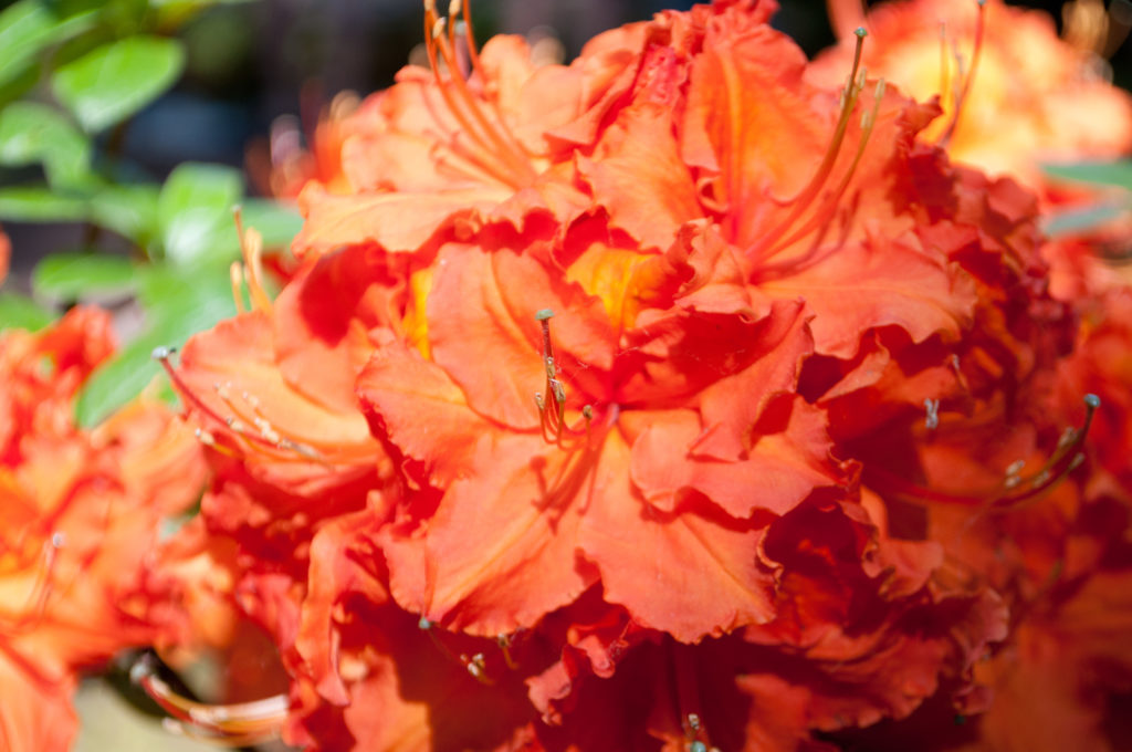 Rhododendron Fireball