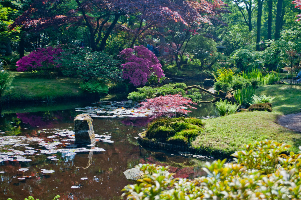 Japanese landscape with pond