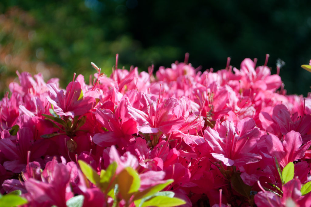 Pink azaleas