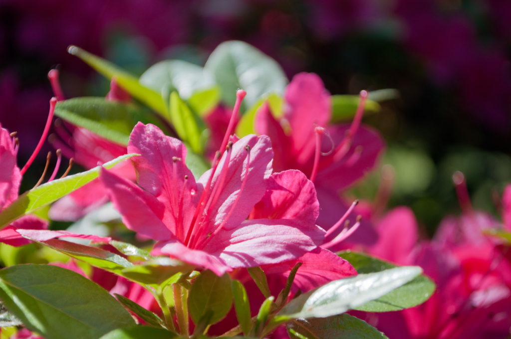 Pink azalea