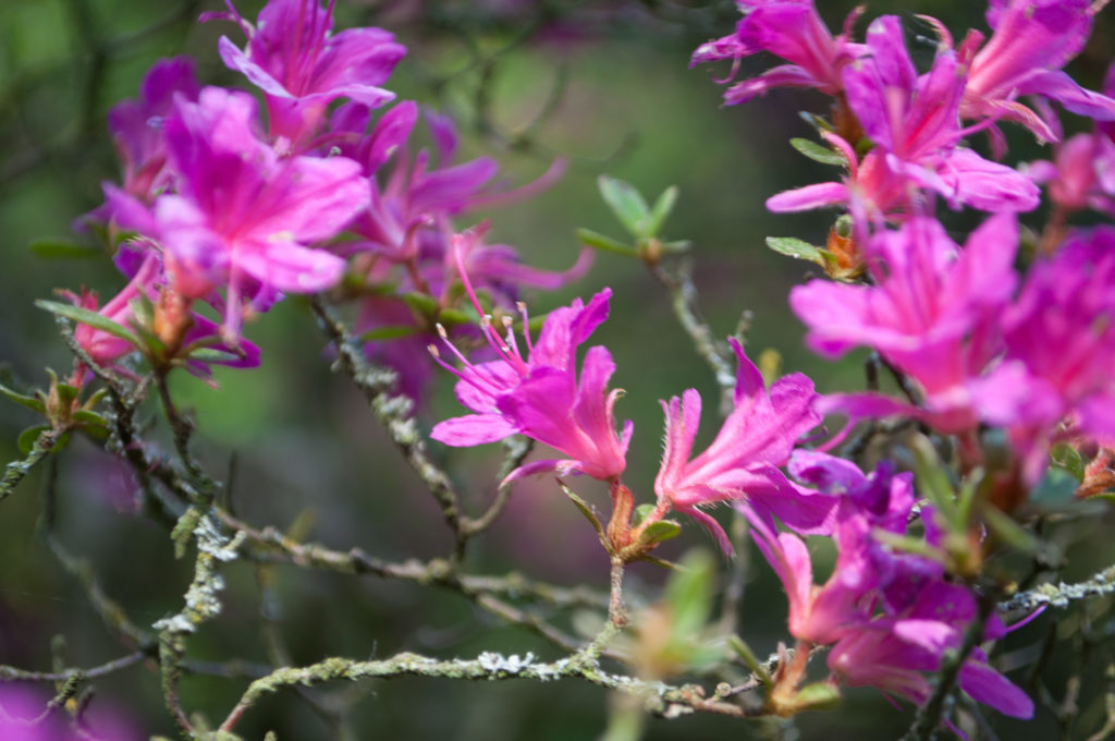 Pink azaleas