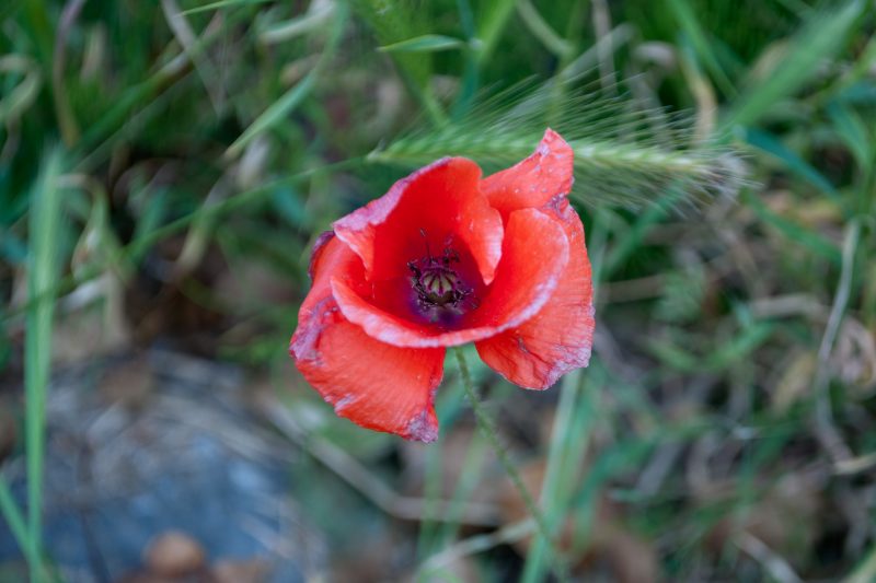 Poppy along the road