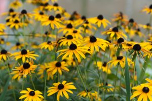 Yellow Flowers