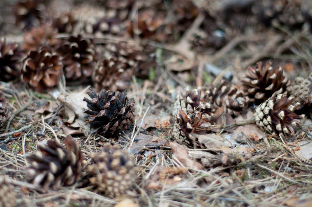 Pine cones