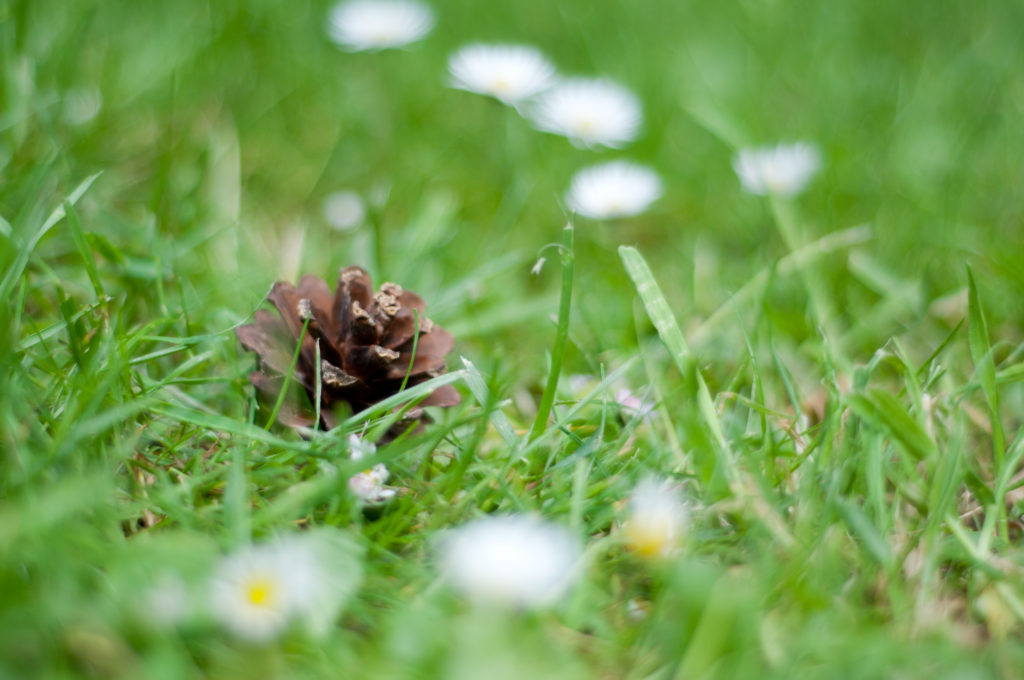 Pine cone in the grass