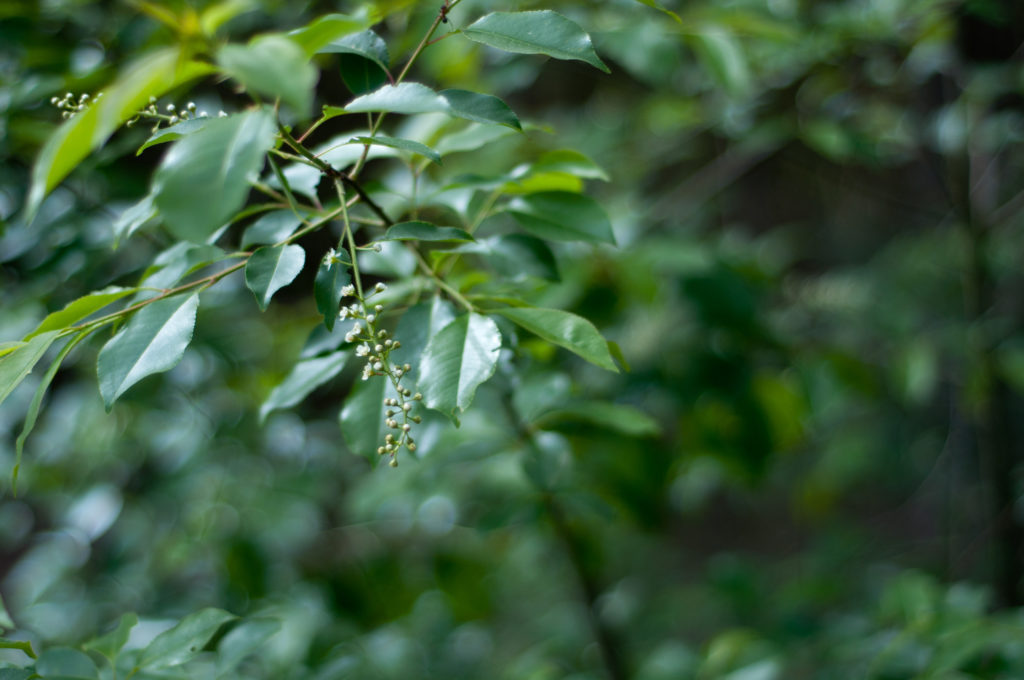 Fresh green with buds