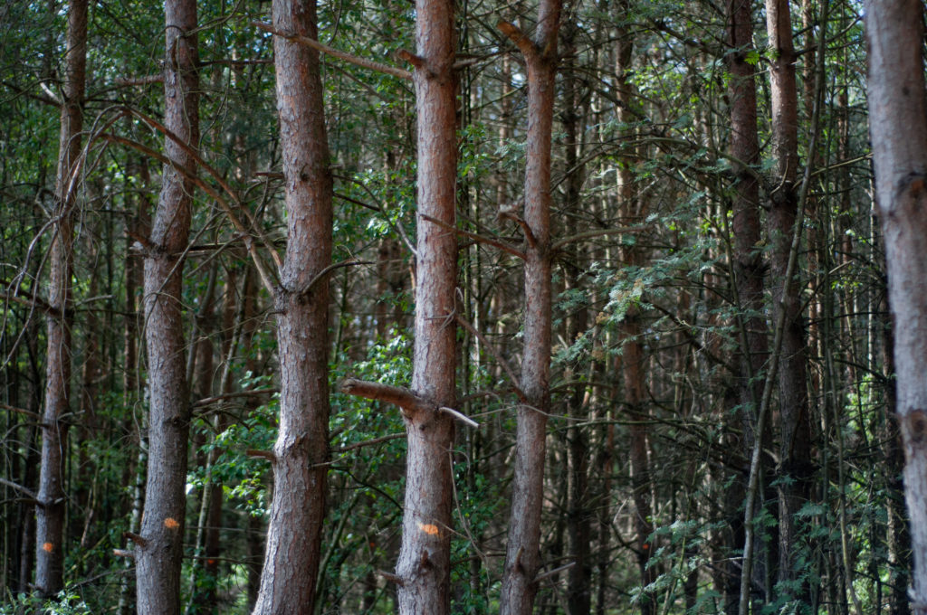 Trees in a row