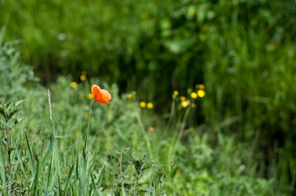 Poppy in the grass