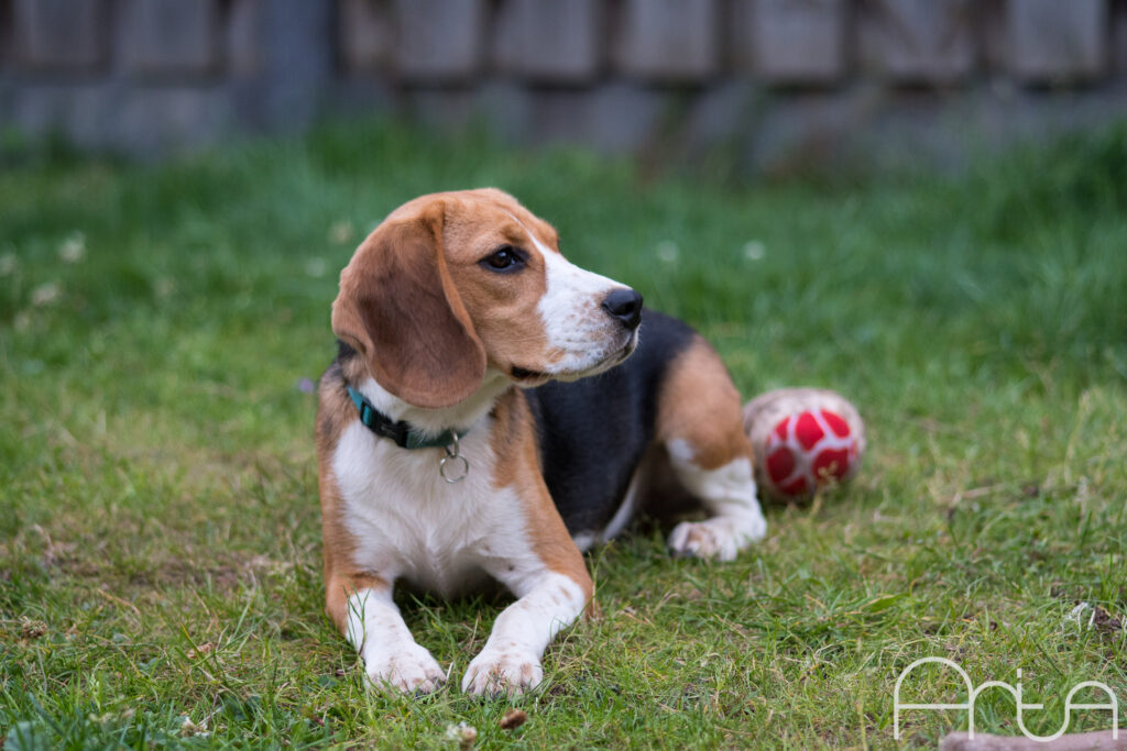 Daisy the Beagle 2