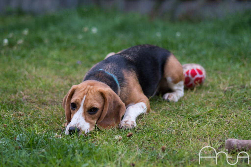 Daisy the Beagle 3