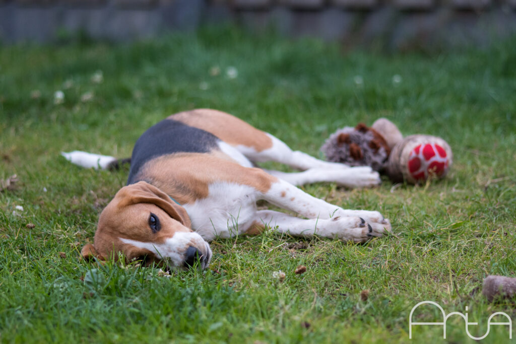 Daisy the Beagle 4